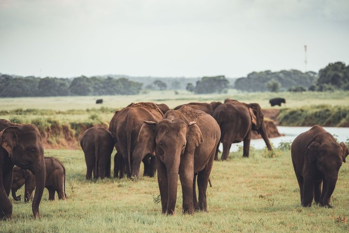 Minneriya National Park Private Safari - Photo 1 of 11